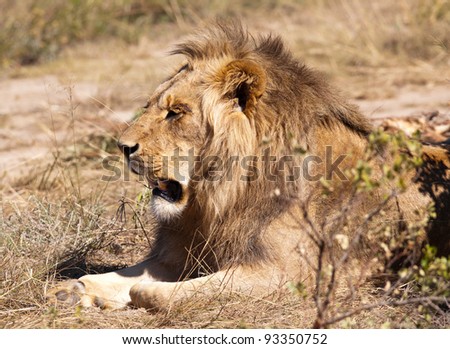 Head and shoulders of a male lion in profile showing shape of his large head and jaws