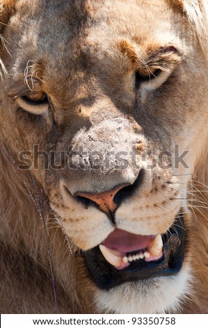 Closely cropped picture of the face of a male lion with his mouth slightly open