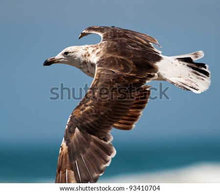 A close-up photo o an immature black-backed gull flying against a background of different sea and sky blues