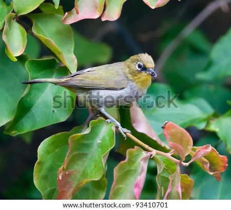 A small Cape White-eye in a green bush with some food in its beak