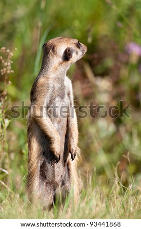 Upright Meerkat looking over the shoulder