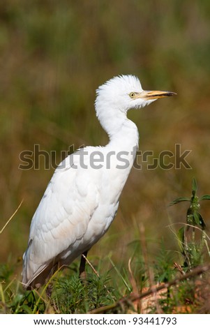 A Cattle Egret with fluffed out head feathers standing in the grass
