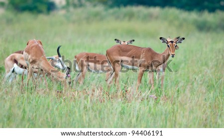 Group of female impala with a white springbok male in the background