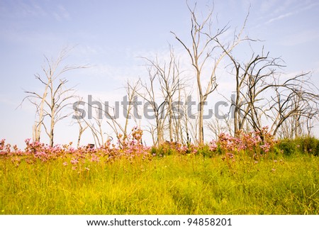 A clump of dead blue gum trees with purple pom pom flowers in the foreground