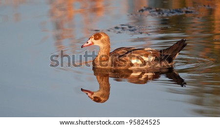 An Egyptian Goose and sharp reflection  on a calm dam with warm late afternoon colors