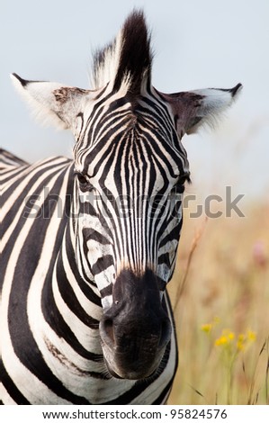 A zebra facing the camera with main upright and ears flat almost forming a cross