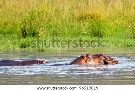 A young hippo and his mother seem to kiss with dad in the background