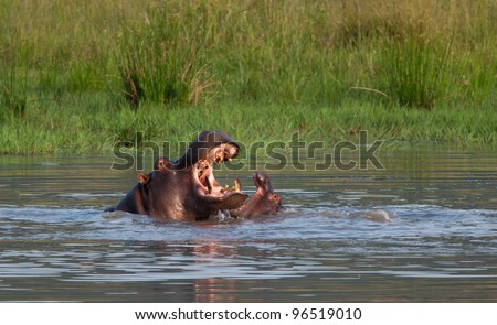 A young hippopotamus compares teeth with mother