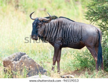 A Blue Wildebeest stands by a rock with a strange expression on his face