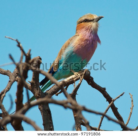 A Lilacbreasted Roller on top of a tree looking into the distance to the right
