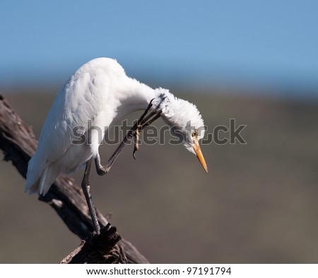 A great White Egret scratching behind its ear with its claw