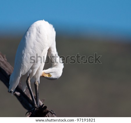 A White Egret with head down grooming its feathers