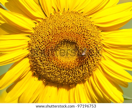 Closely cropped photo of the center of a sunflower with a bee near the center