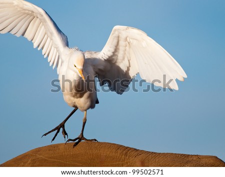 African Egret
