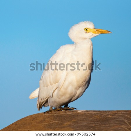 african egret