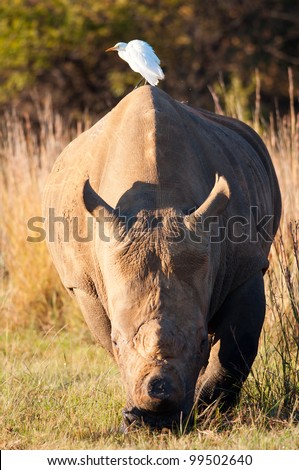 View of a white Rhino with an Egret on its back heading straight to the camera