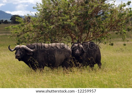 Two East African buffalo bulls in Mikumi National Park, Tanzania, East Africa