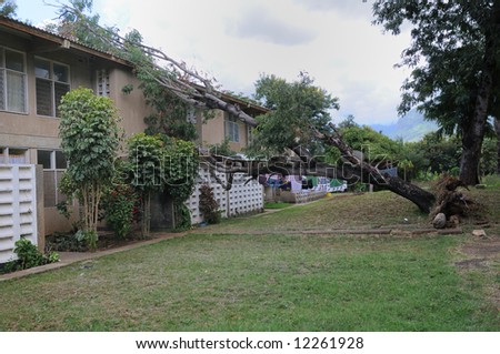 After the storm - the tree has fallen over the terraced houses. From a housing area in Tanzania, East Africa