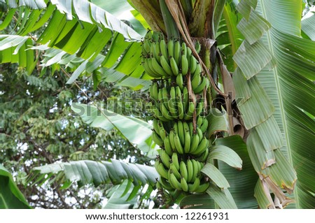 Banana plant with ripe bananas