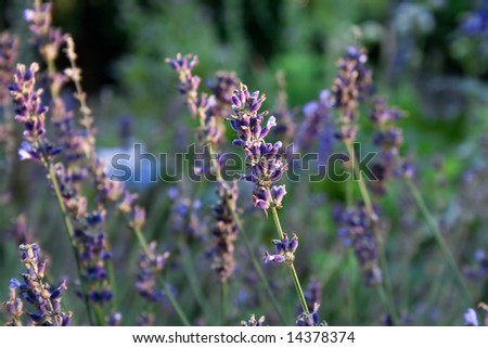 Shallow depth of field. Purple field of lavender