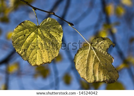 Yellow autumn leaves against a blue sky. Focus on the leaf on the left.