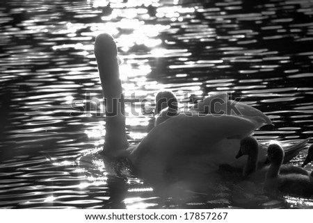 A swan family (back-lighting effect)