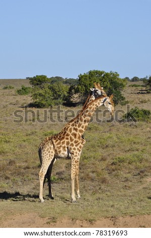 Two Giraffes Body Perfectly Hidden Grooming Two Headed