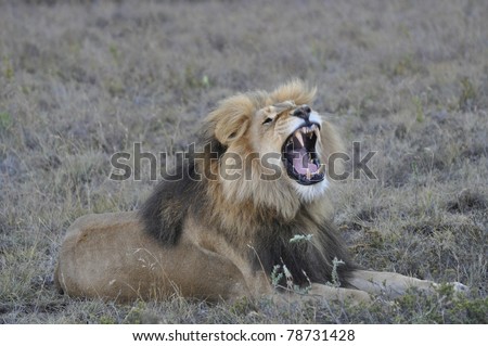 South African Lion Roaring Teeth