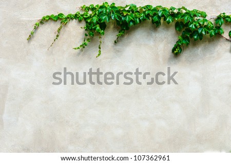Frame from green leafs on grunge wall background with space for text