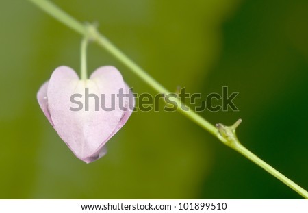 Heart shape and sweet pink color of Coral vine flower like a sign of love