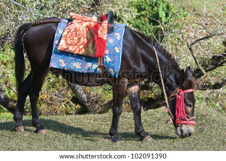 Mule wait for service visitor in Angkhang Royal Flora Agriculture Park, Thailand