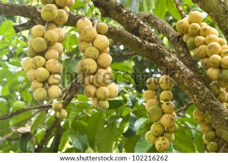 Yellow Long Kong Fruit On White Background Stock Photo 102216262 