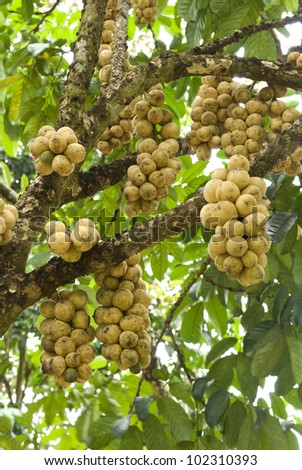Longkong Fruit