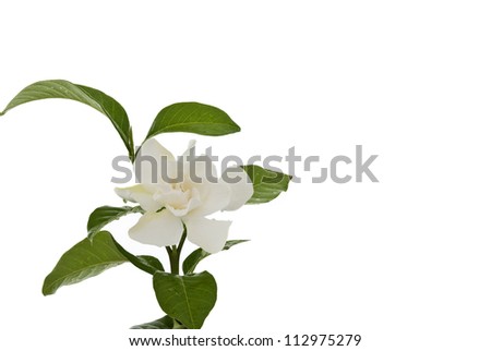 Cape Jasmine Flower