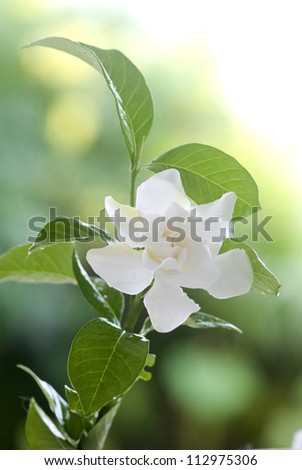 Beatiful white common gardenia orÃ?Â cape jasmine flower in garden
