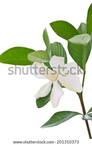 White Gardenia flower or Cape Jasmine (Gardenia jasminoides) on white background