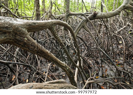 Complication of mangrove root system