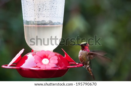 Hummingbird at feeder with blurred wings