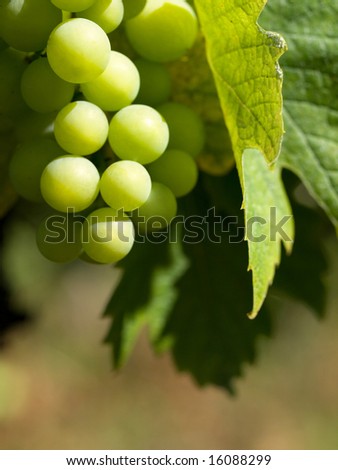 Grapes In France
