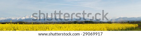 Panoramic landscape of a rapeseed with French Pyrenees mountains in the background