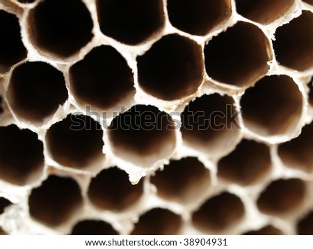 Honey bees nest close up picture with shallow depth of field