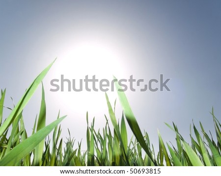 Young wheat growing under bright spring sun