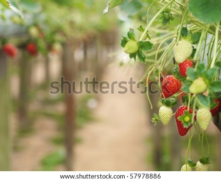 Strawberries with shallow depth of field in a strawberry farm in Cameron Highlands  Malaysia