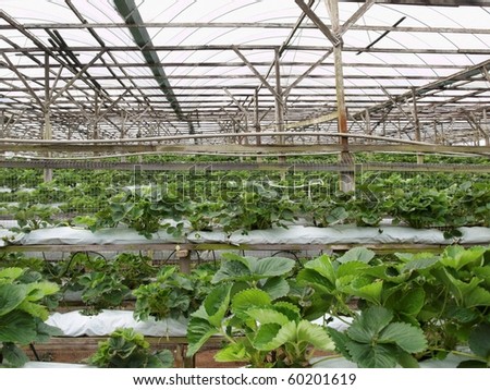 Strawberry greenhouse farm  in Cameron Highlands Malaysia