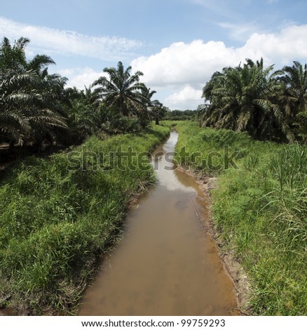 Palm oil plantation landscape