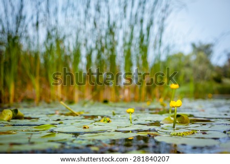 Water lilies on a river with yellow flowers.