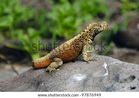 A missing tail reveals this lava lizard from the Galapagos islands to have been attacked by a predator.  Lava lizards will detach their tails when attacked in order to distract the predator.