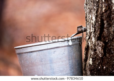 Tapping maple trees for sap to make maple syrup