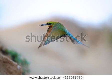 Blue Tailed Bee Eater bird of Thailand  in Flight