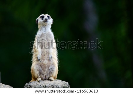 A meerkat stays alert for danger.